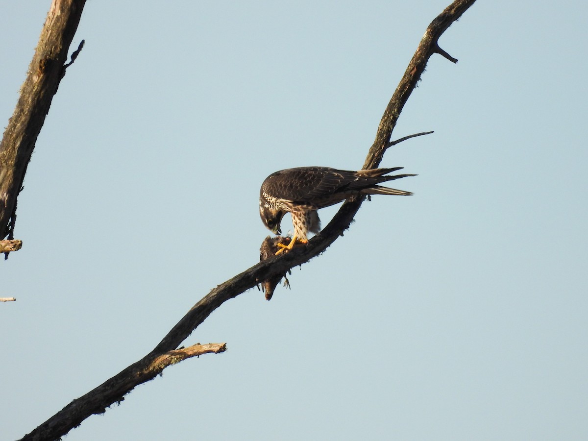 Peregrine Falcon - ML646161338
