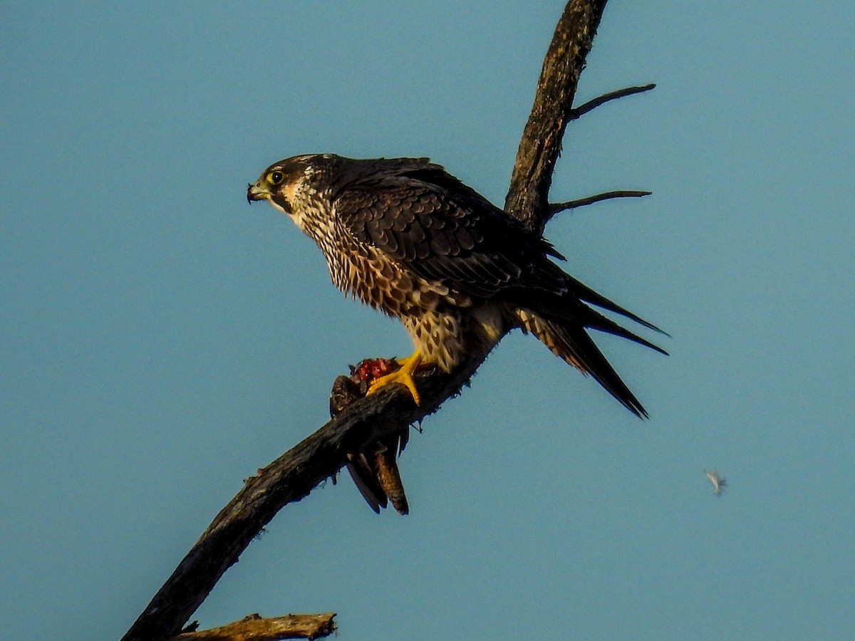 Peregrine Falcon - ML646161339