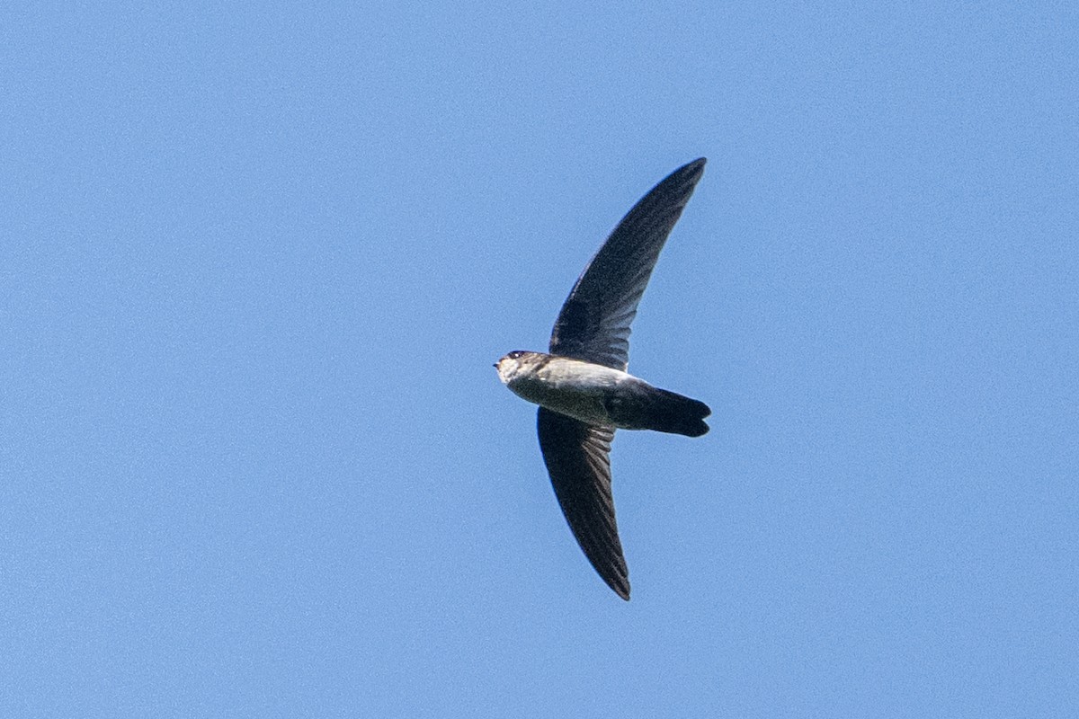 Moluccan Swiftlet - ML646161340