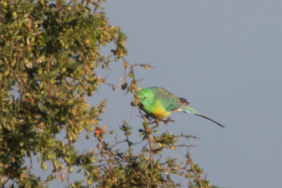 Red-rumped Parrot - ML646161341