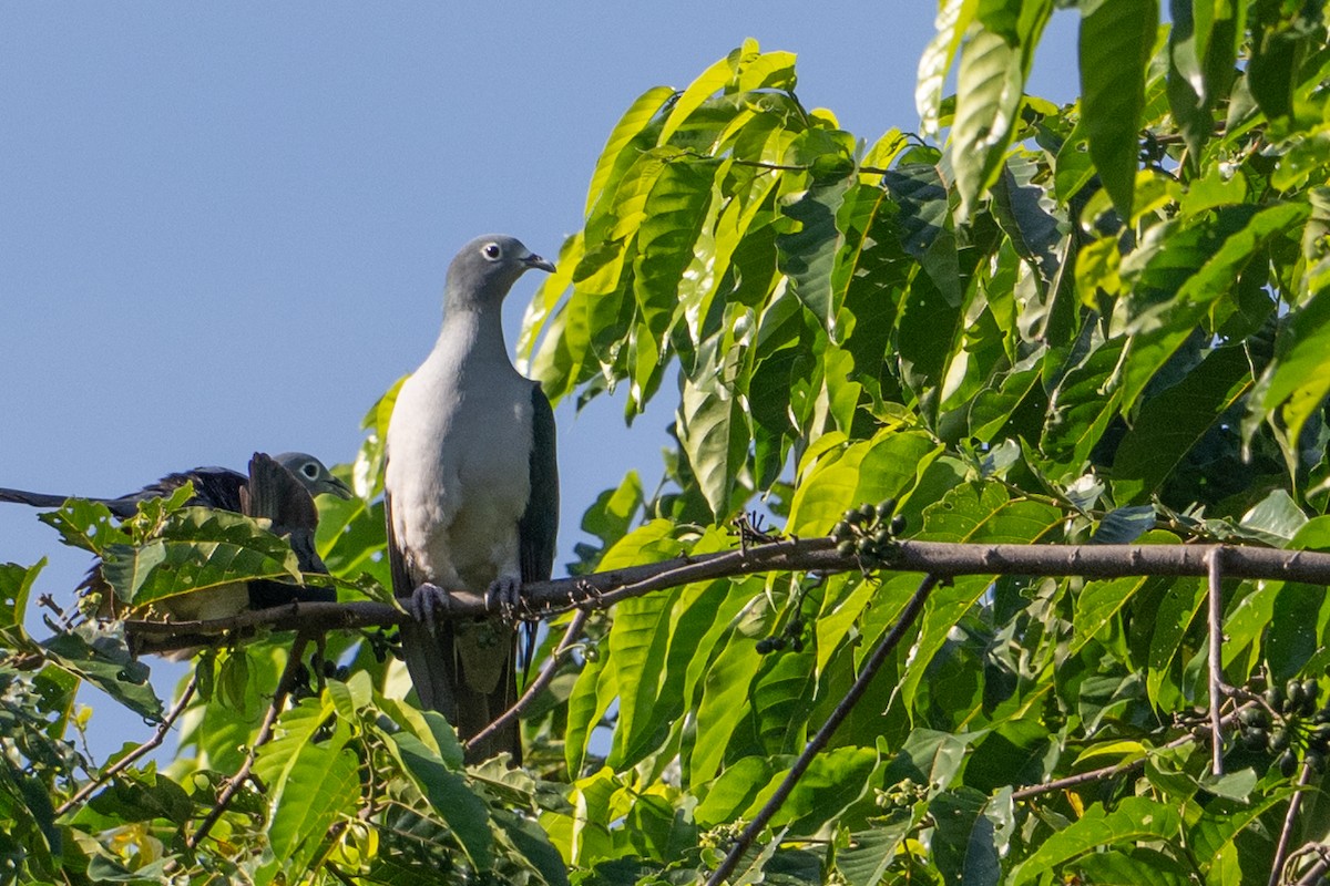 Spectacled Imperial-Pigeon - ML646161343