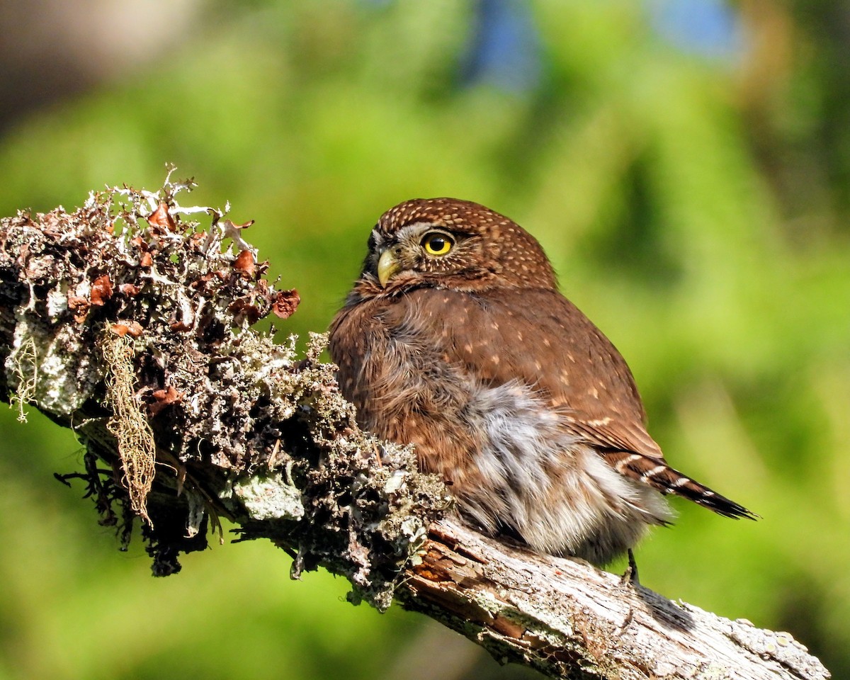 Northern Pygmy-Owl - ML646161345