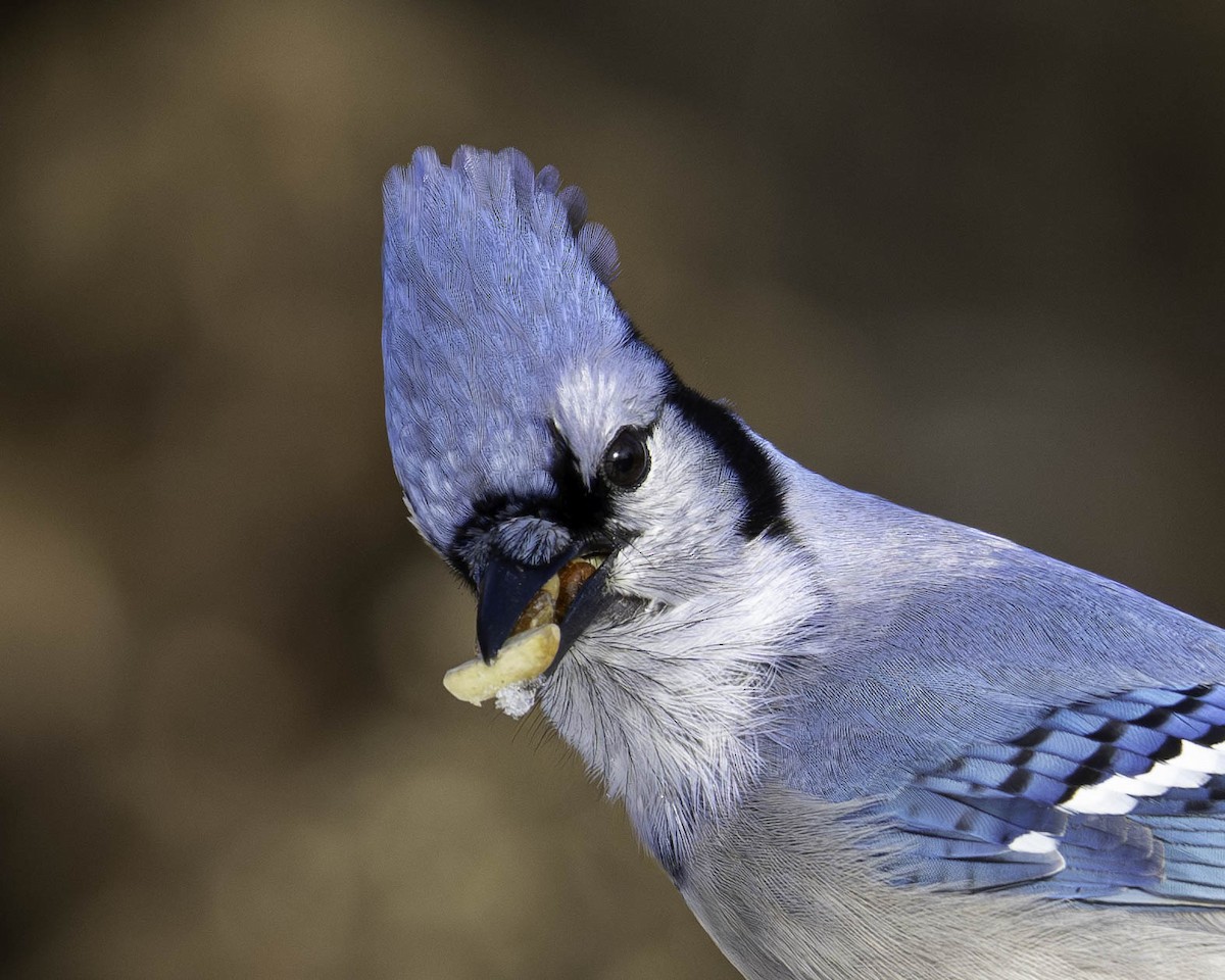 Blue Jay - ML646161347