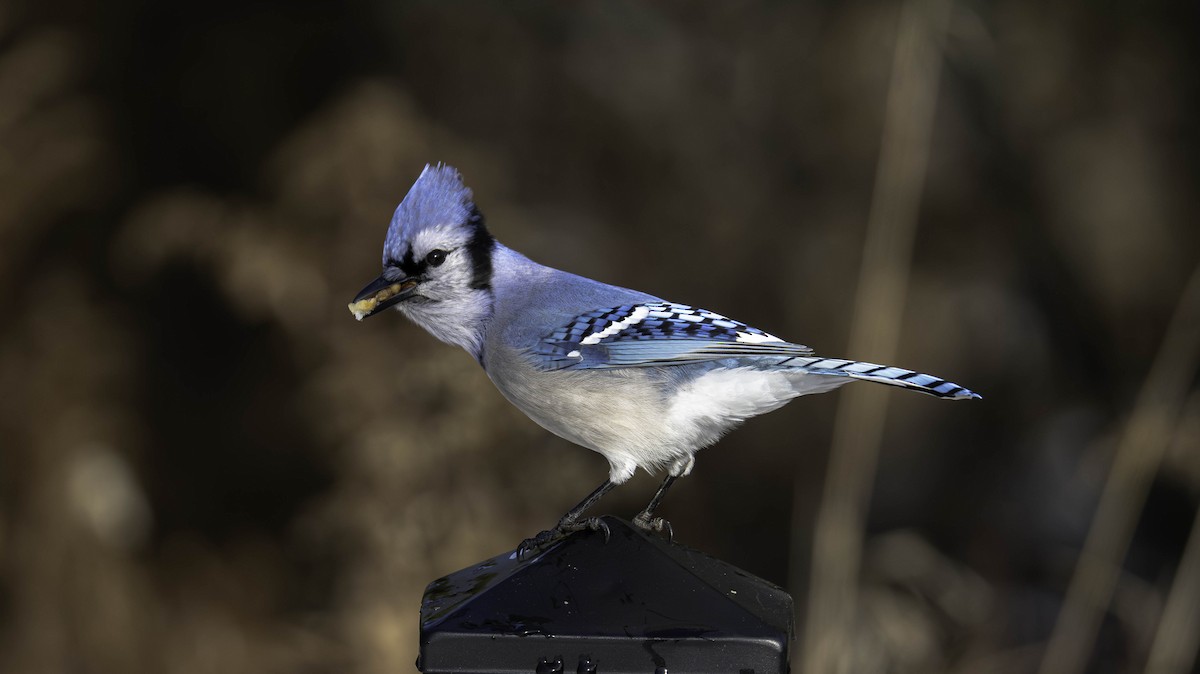 Blue Jay - ML646161348