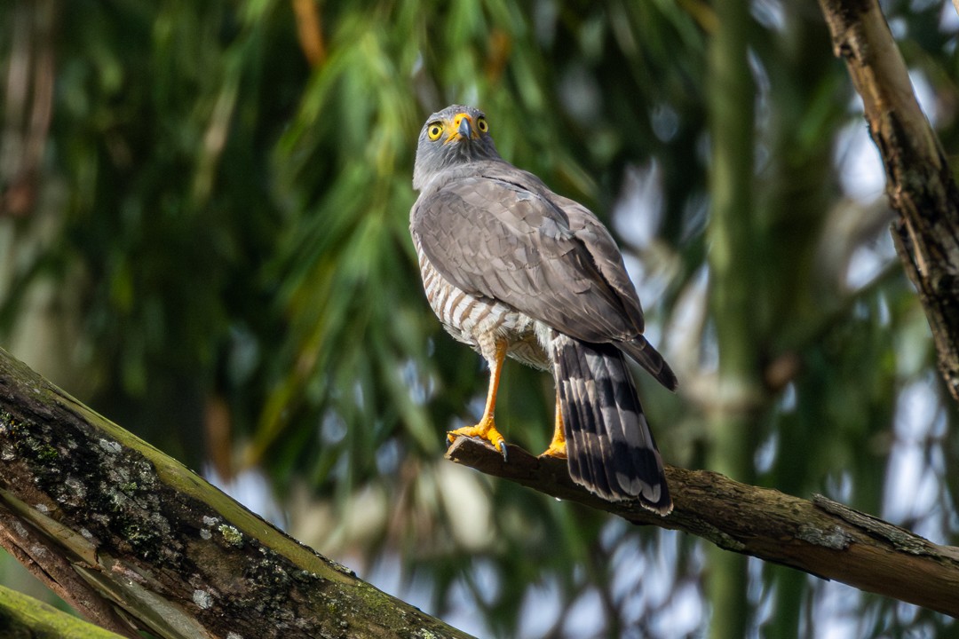 Roadside Hawk - ML646161349