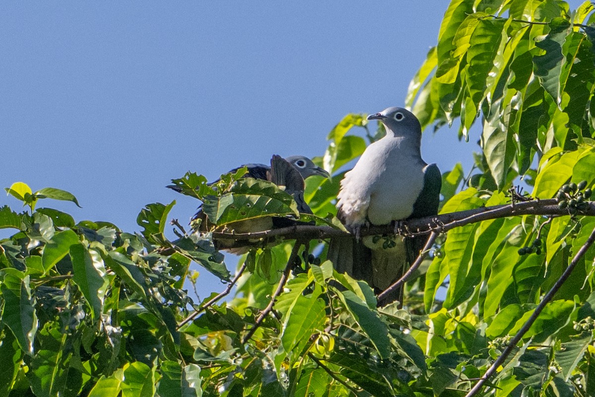 Spectacled Imperial-Pigeon - ML646161350