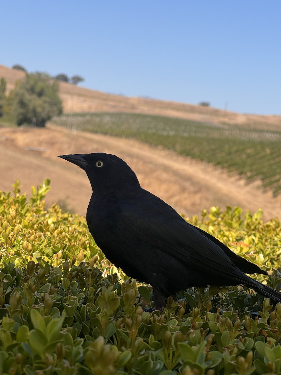 Great-tailed Grackle - ML646161351