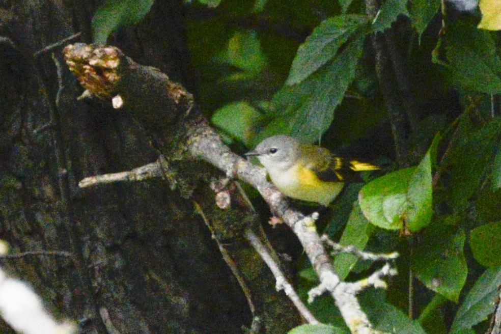 American Redstart - ML646161353