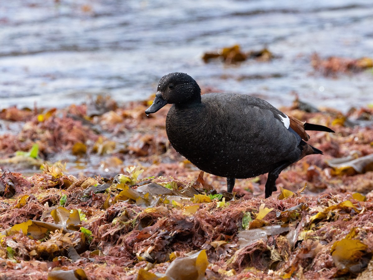 Paradise Shelduck - ML646161355