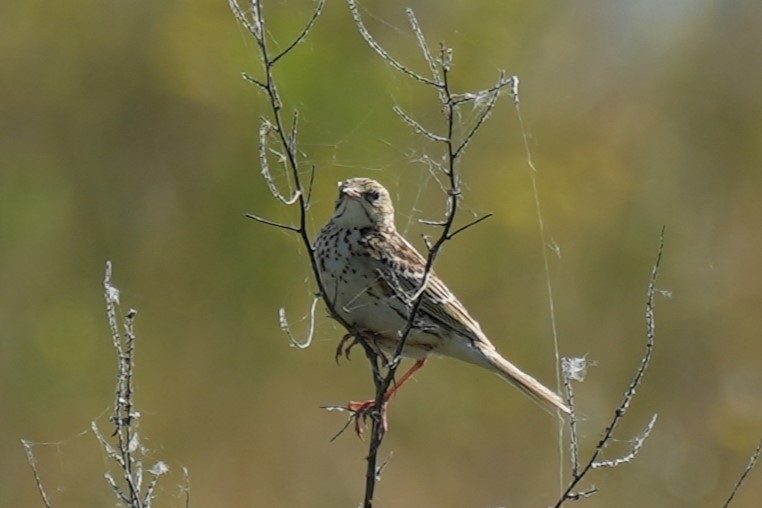 Correndera Pipit - ML646161356