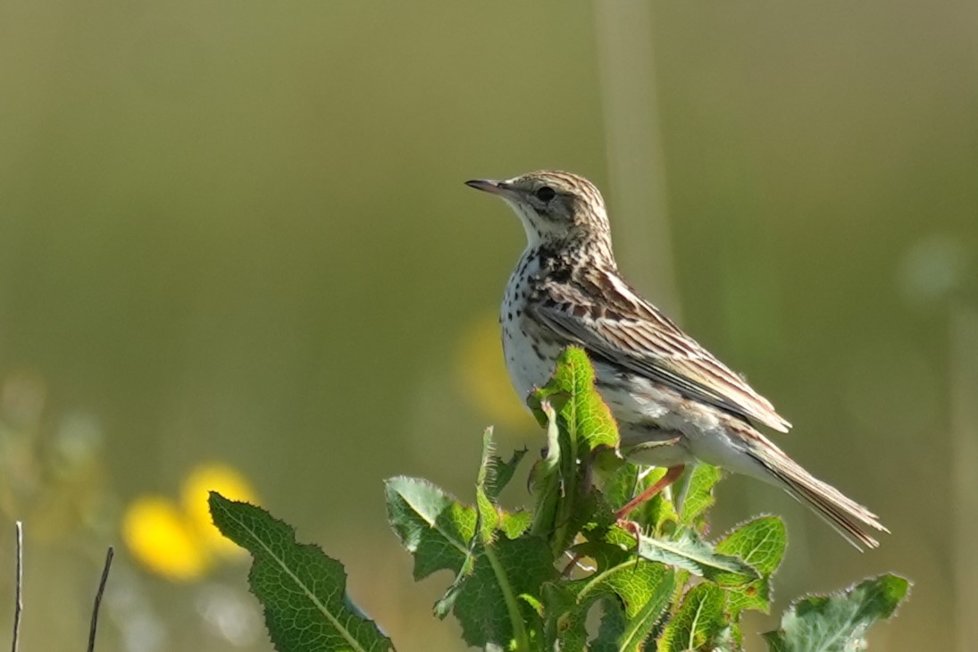 Correndera Pipit - ML646161358