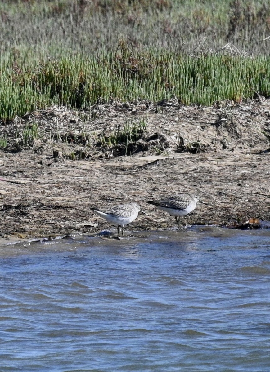 Great Knot - ML646161359