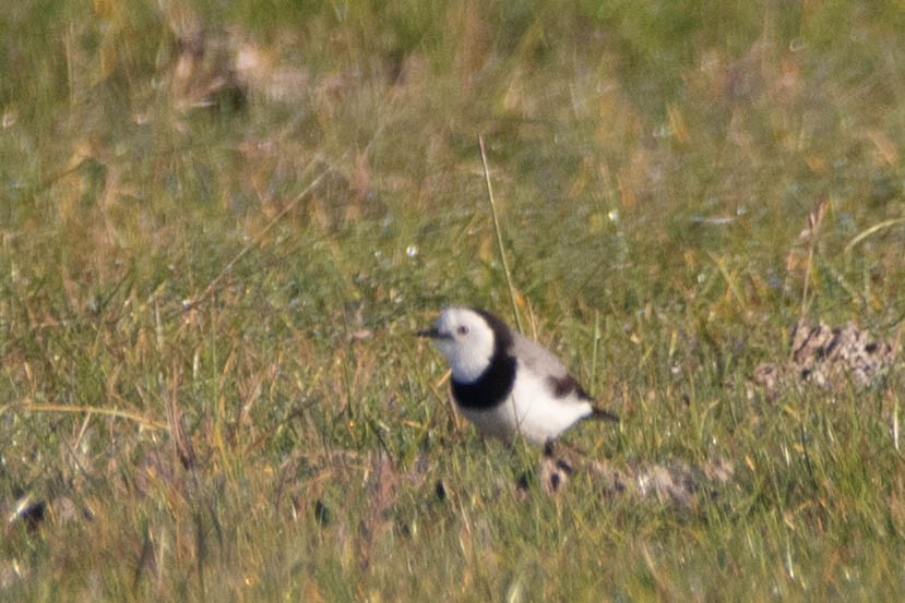 White-fronted Chat - ML646161360