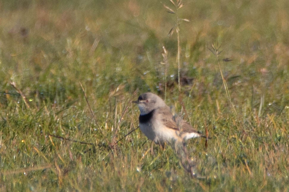 White-fronted Chat - ML646161361