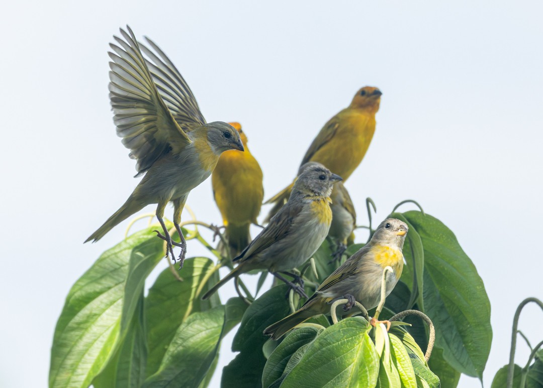 Saffron Finch - ML646161362