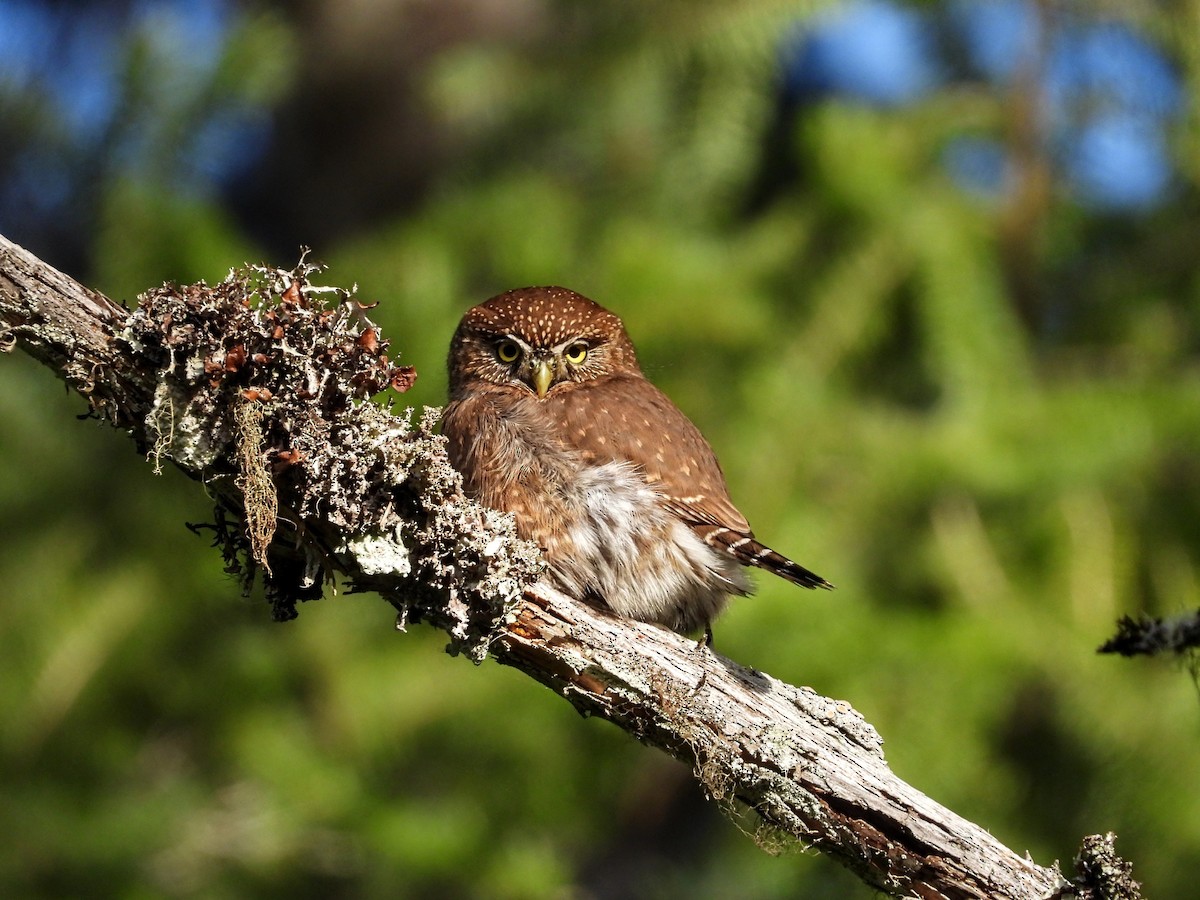 Northern Pygmy-Owl - ML646161363