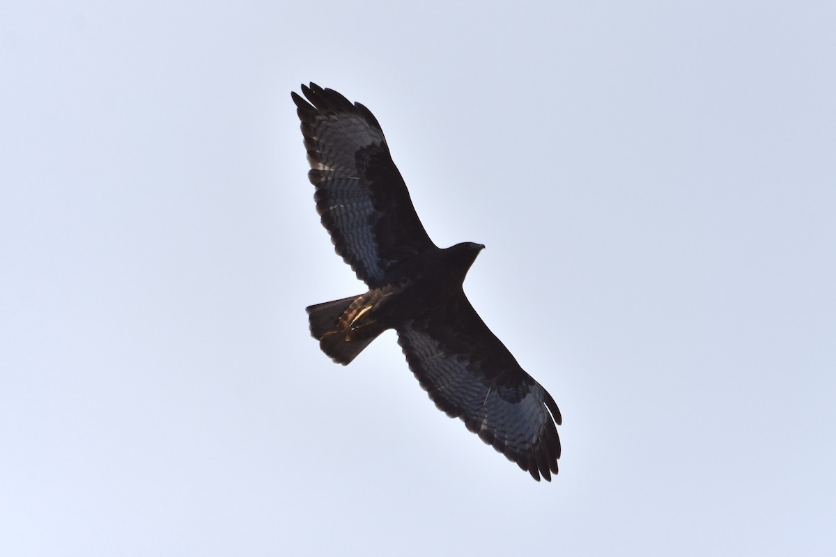 Red-tailed Hawk (calurus/alascensis) - ML646161364