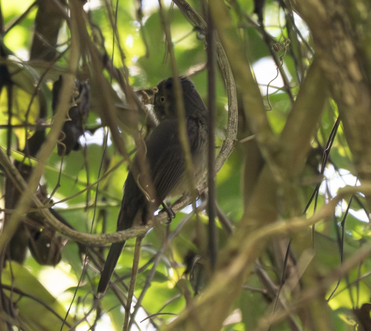 Grayish Mourner - ML646161365