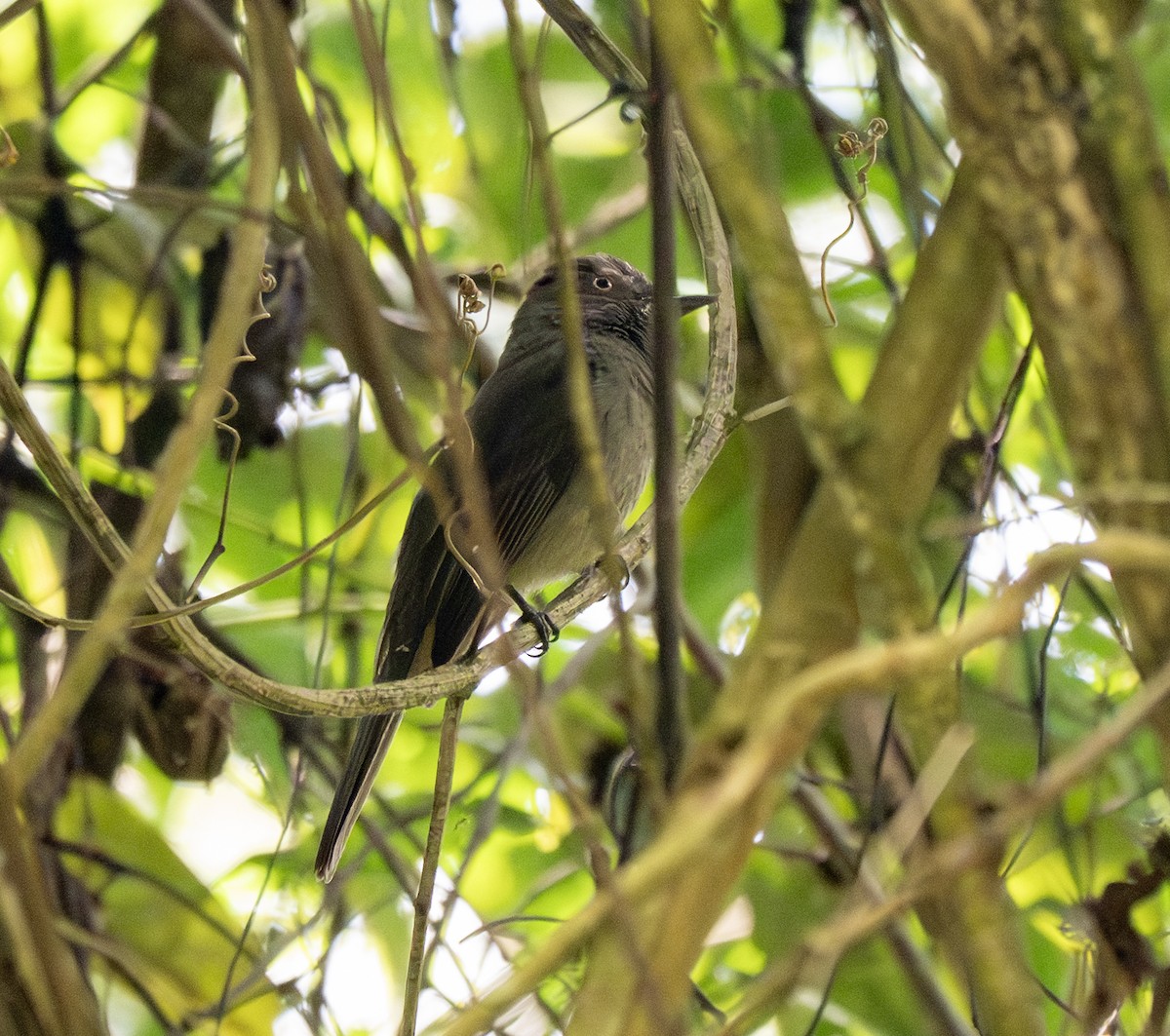 Grayish Mourner - ML646161366
