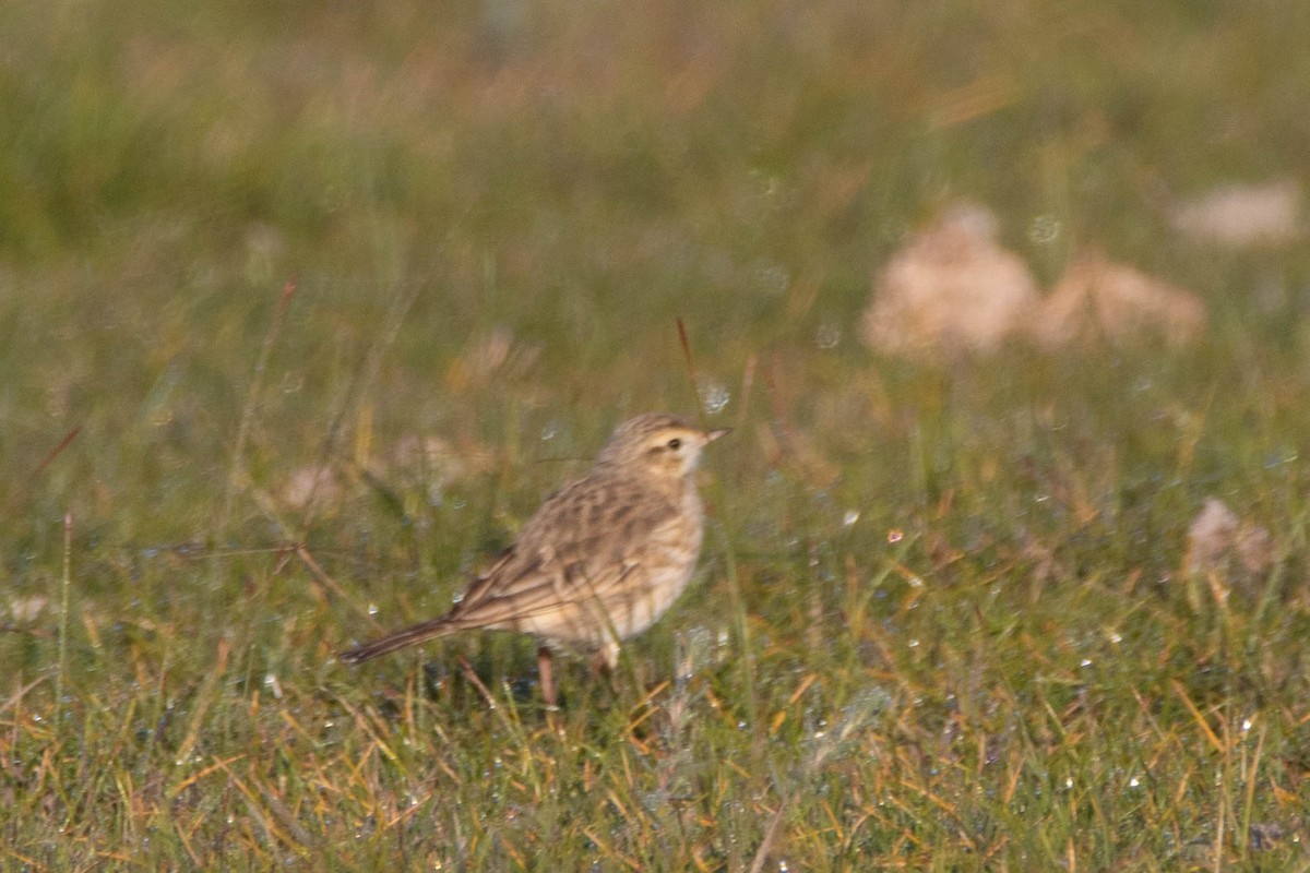 Australian Pipit - ML646161367