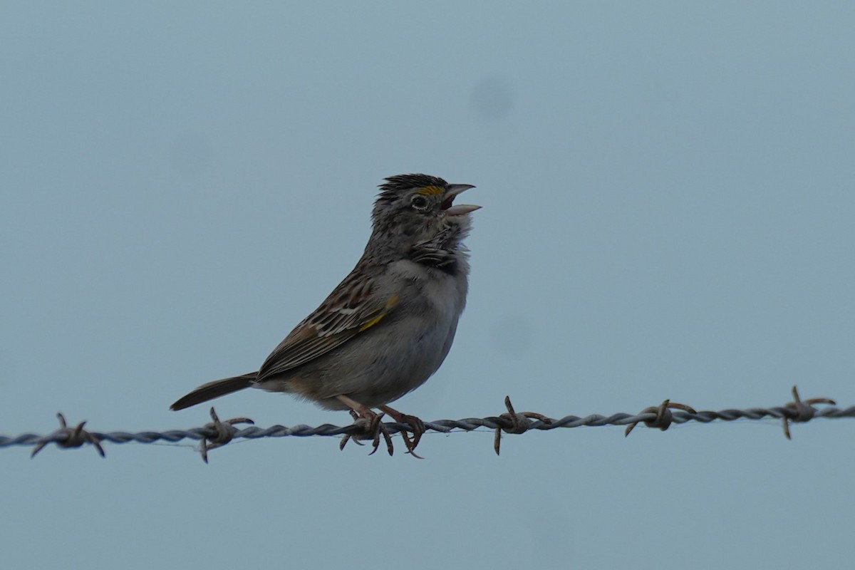 Grassland Sparrow - ML646161368