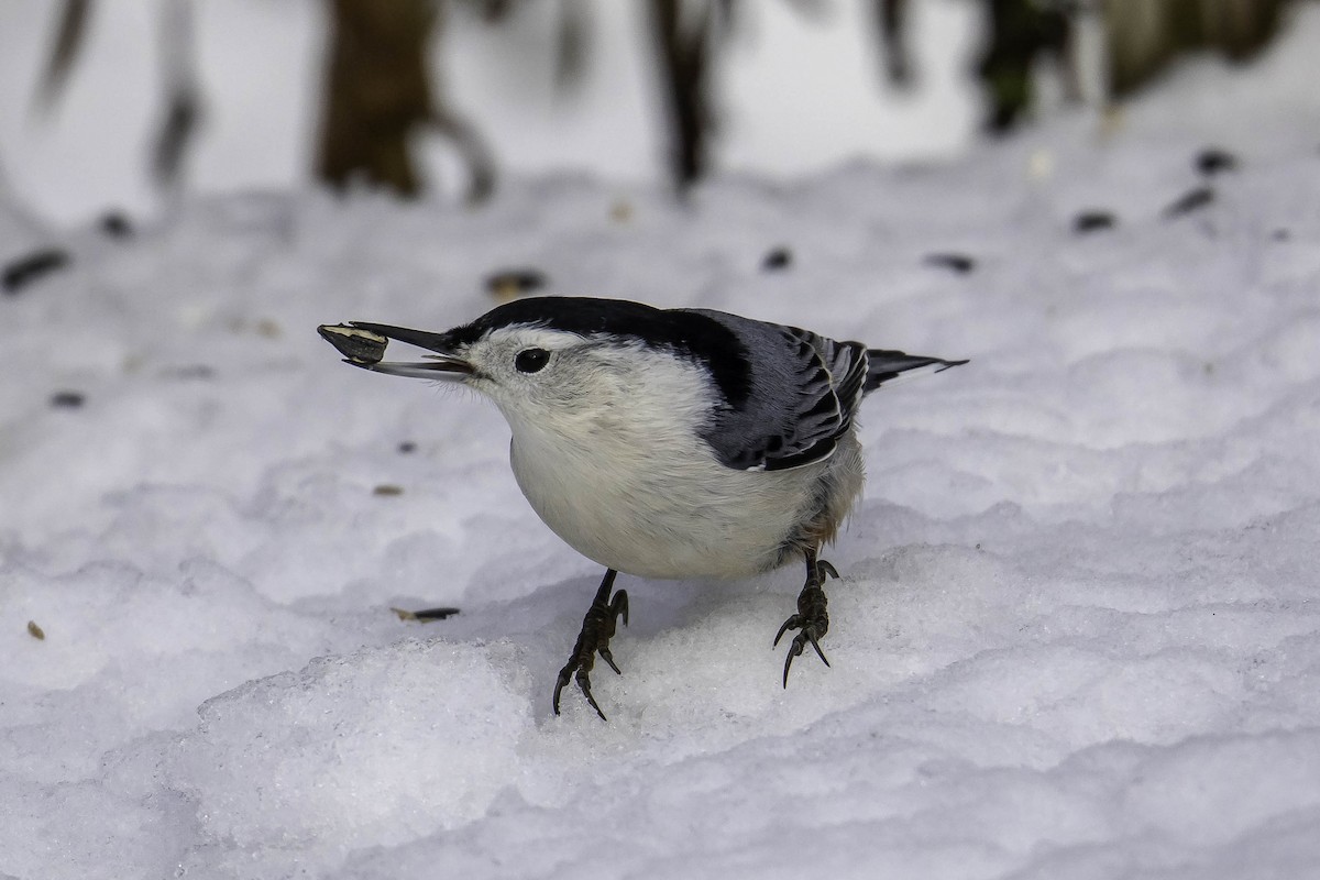 White-breasted Nuthatch - ML646161369