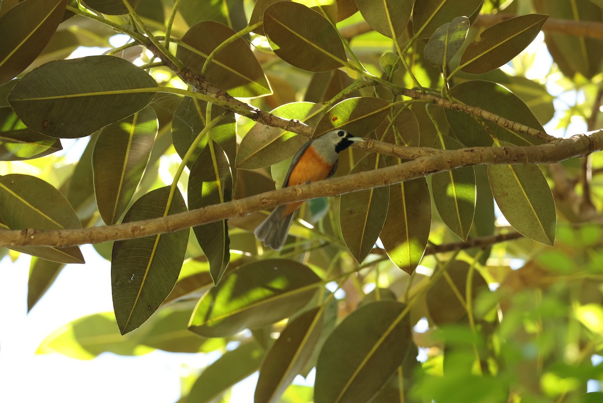 Black-faced Monarch - ML646161372