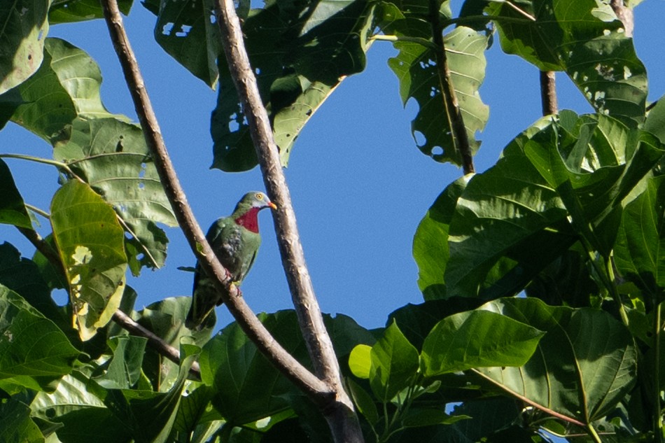 Claret-breasted Fruit-Dove - ML646161376