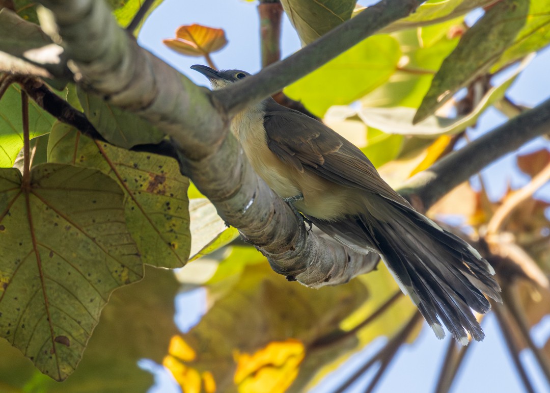 Галапагосская пиайя - ML646161377