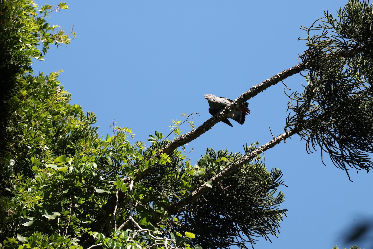 Topknot Pigeon - ML646161379