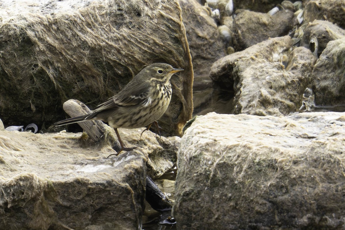 American Pipit - ML646161380