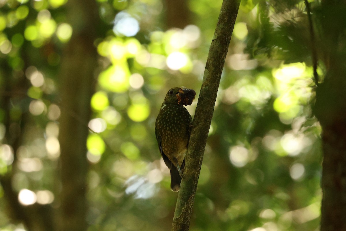 Green Catbird - ML646161384