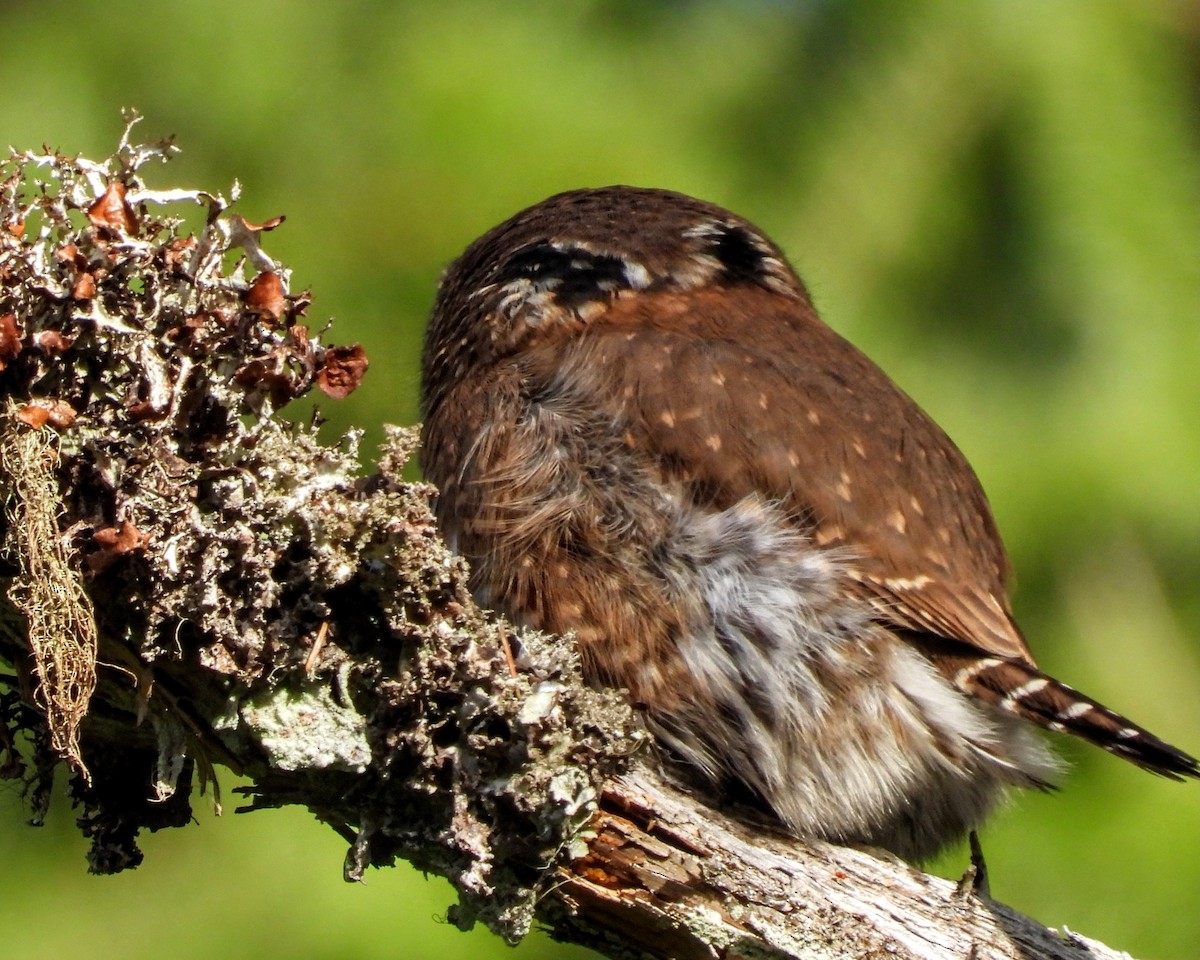 Northern Pygmy-Owl - ML646161385