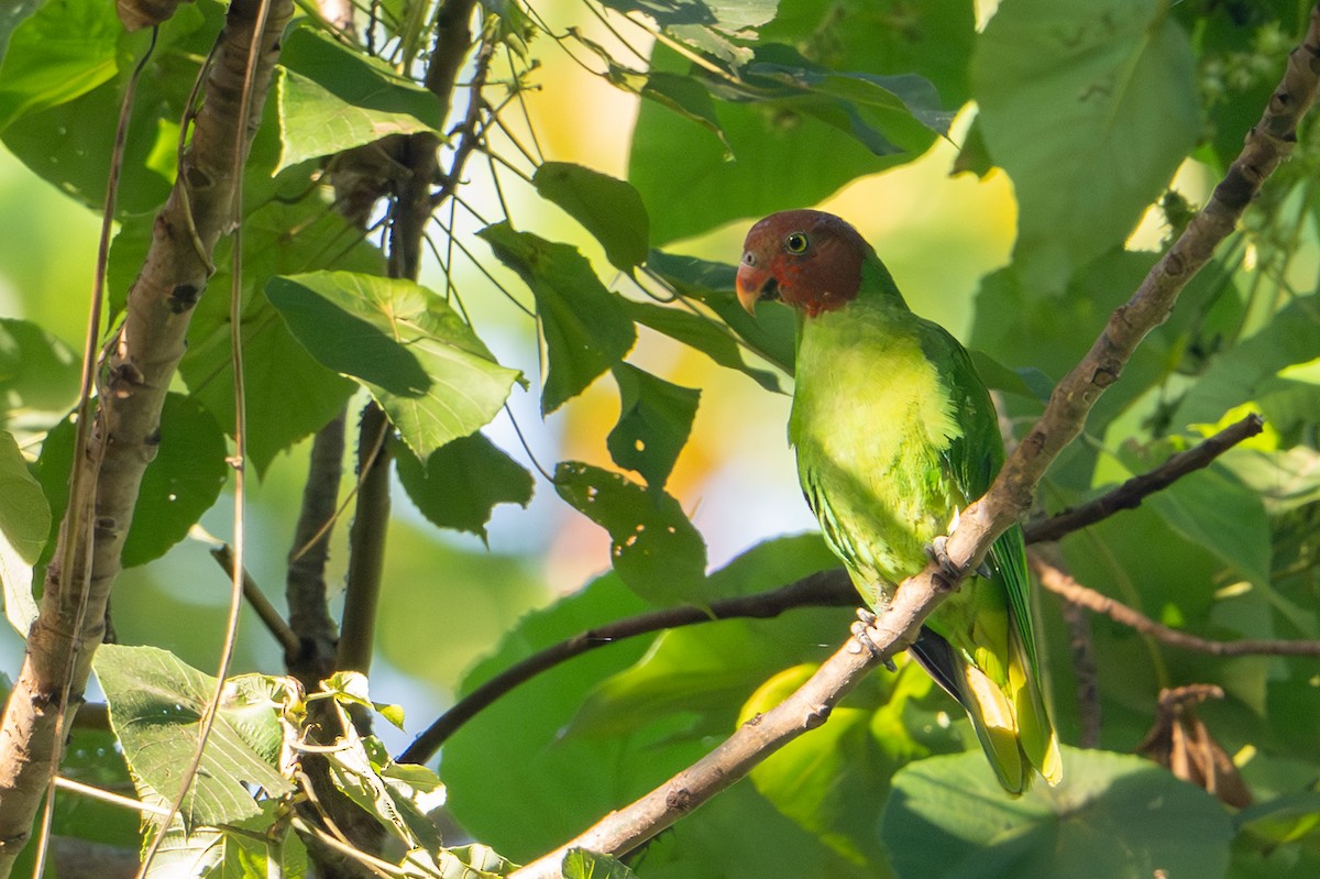 Лоріто червоноголовий - ML646161386