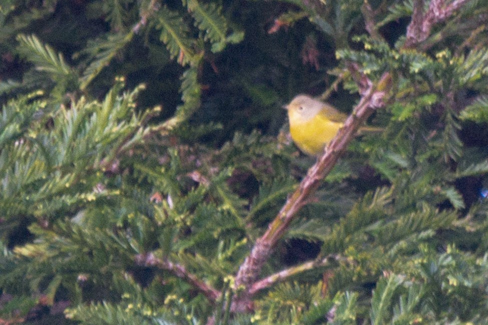 Nashville Warbler - ML646161387