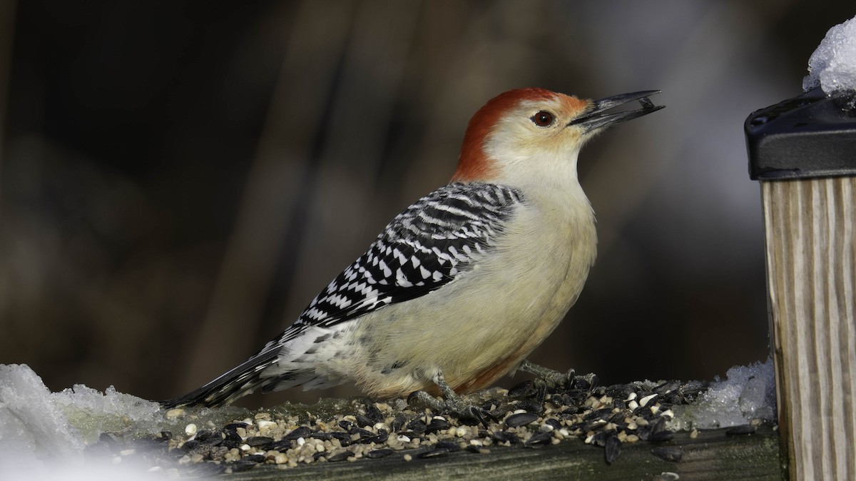 Red-bellied Woodpecker - ML646161388