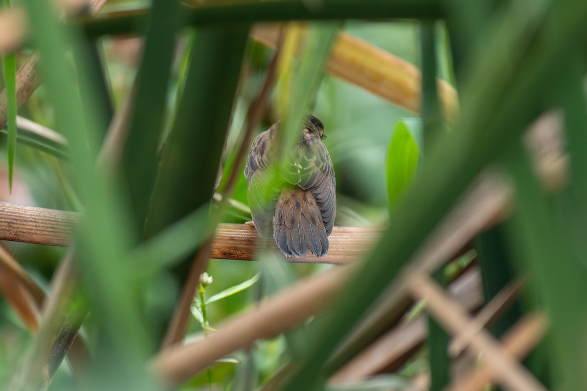 小蝗鶯 - ML646161390