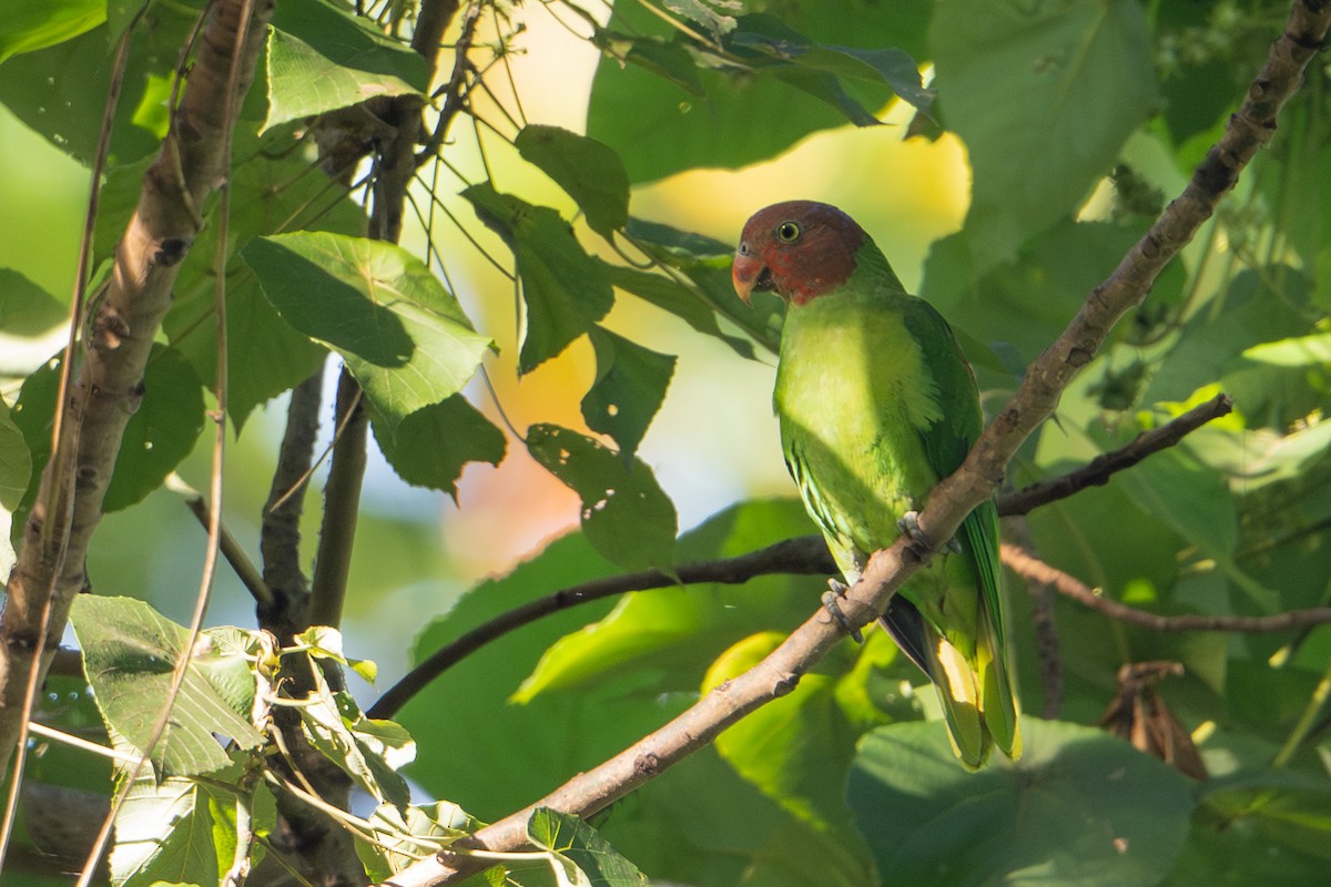 Лоріто червоноголовий - ML646161393