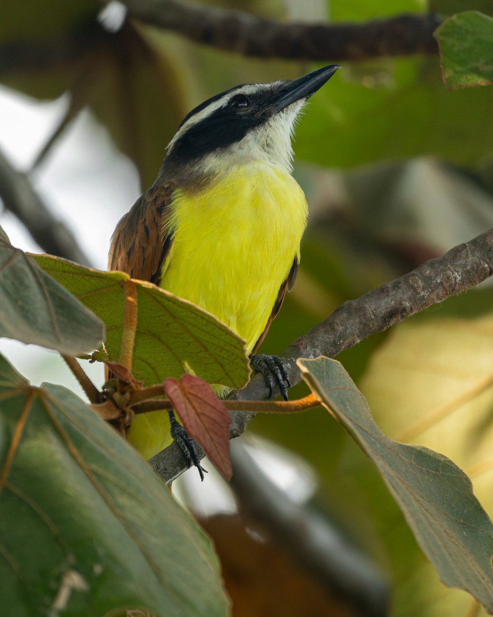 Great Kiskadee - ML646161394