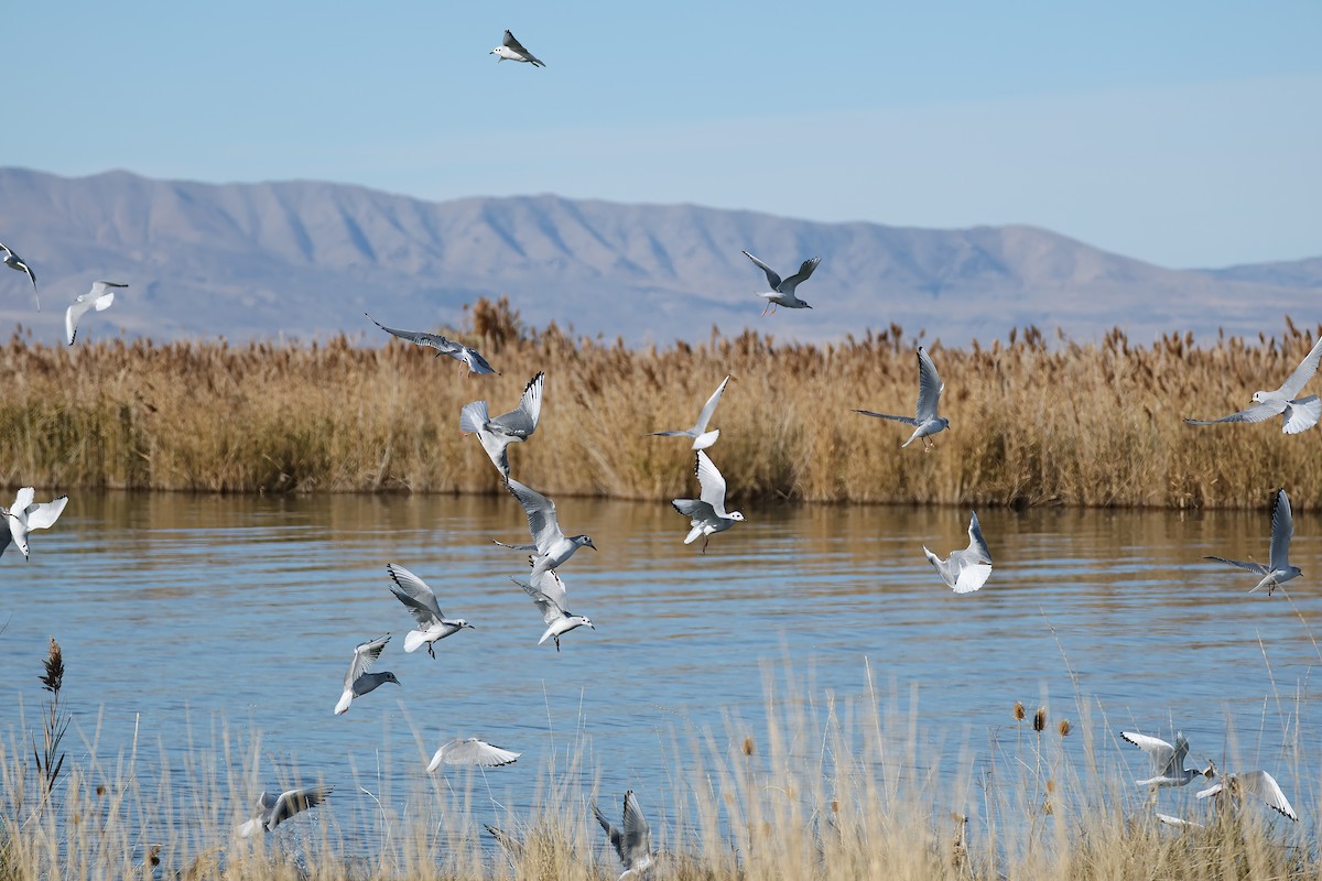 Bonaparte's Gull - ML646161408