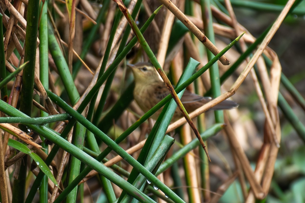 小蝗鶯 - ML646161411