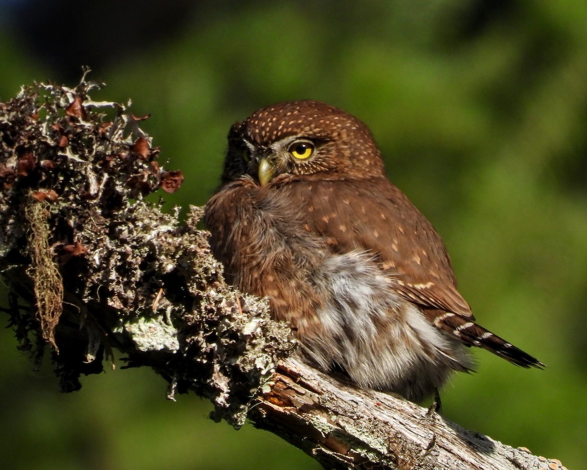 Northern Pygmy-Owl - ML646161415