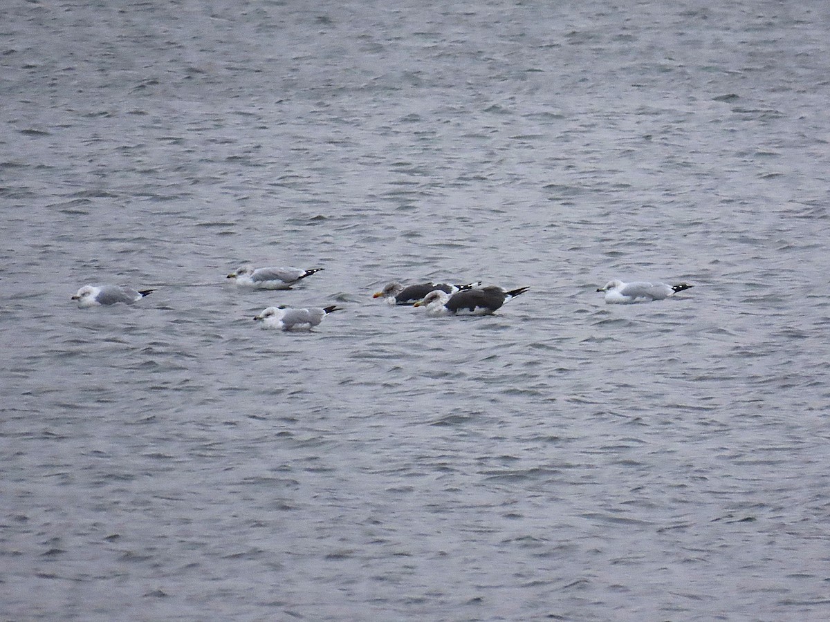 Lesser Black-backed Gull - ML646161417