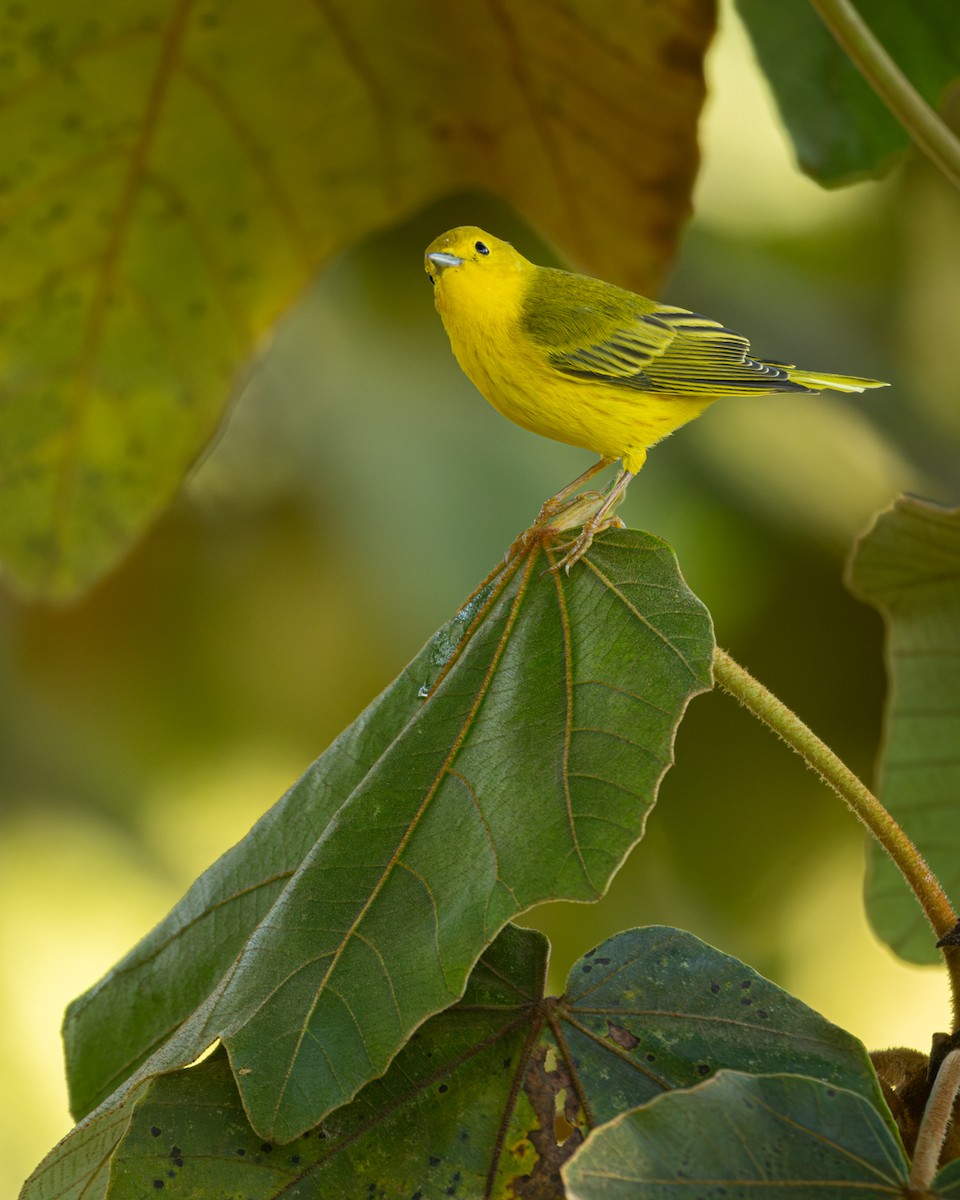 Northern Yellow Warbler - ML646161419