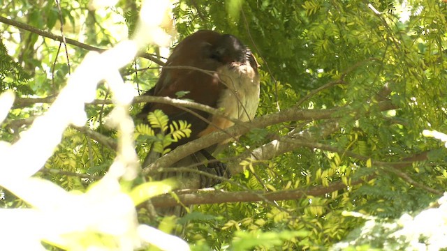 アルバートコトドリ - ML646161421