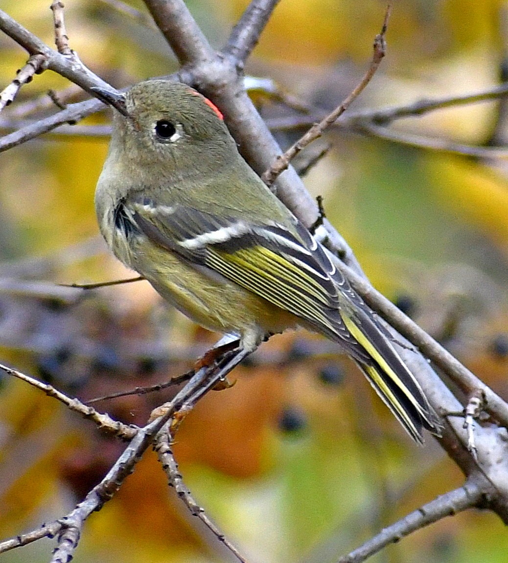 ルビーキクイタダキ - ML646161422