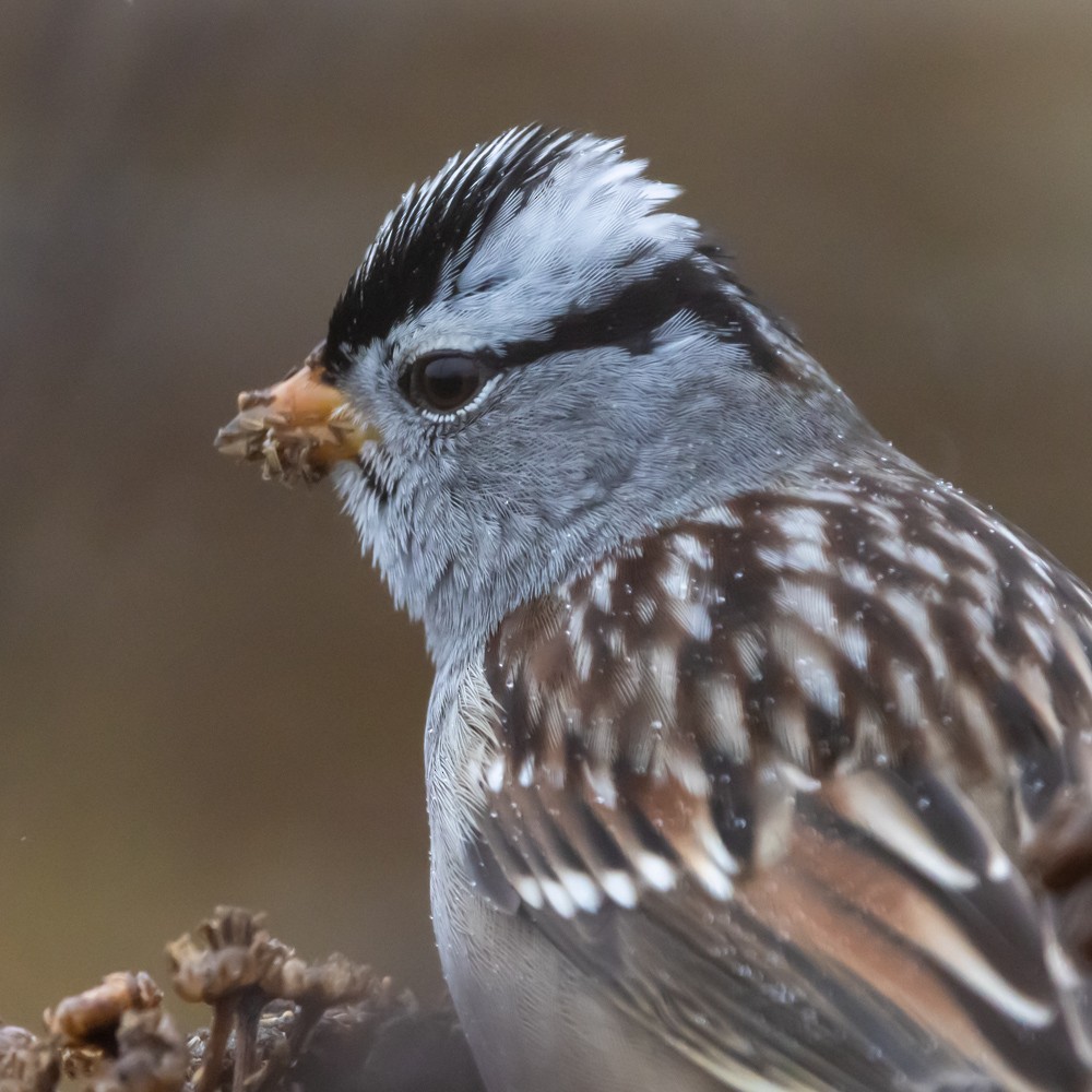 White-crowned Sparrow - ML646161423