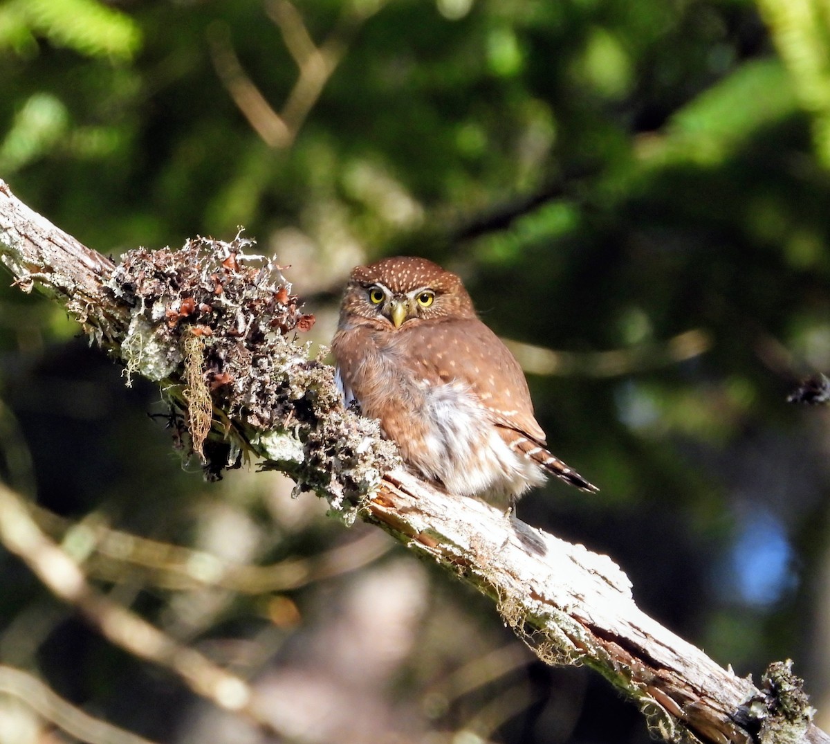 Сичик-горобець гірський - ML646161426