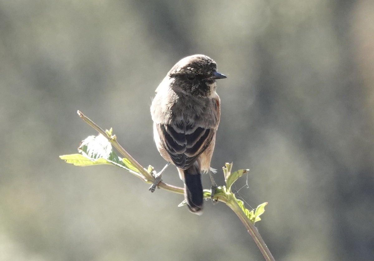 Pallasschwarzkehlchen (przewalskii) - ML646161428