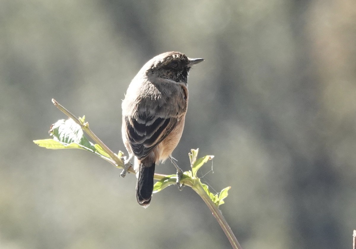 Pallasschwarzkehlchen (przewalskii) - ML646161429